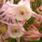 virág 2011ápr29 035