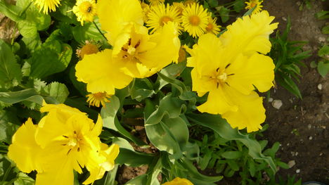 virág 2011ápr29 057