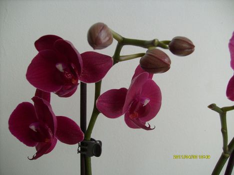 orchidea 4