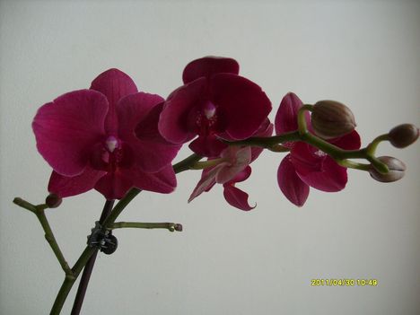 orchidea 4