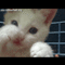 9zhofcps_kittyclub75