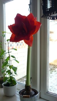 Amaryllis "Cherry Nymph"