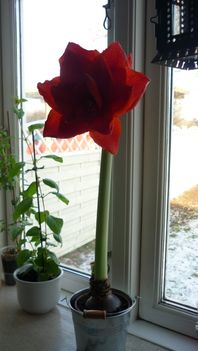 Amaryllis "Cherry Nymph"