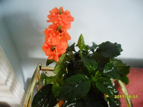 crosszandra