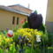 fekete tulipán és más virágok