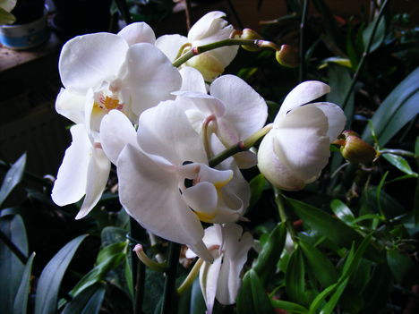 Lepke Orchidea