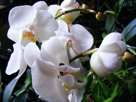 Lepke Orchidea  /közelröl/