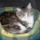 main coon