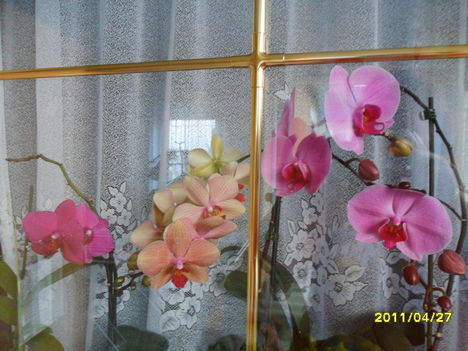 orchideáim