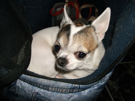Chihuahua 16