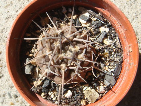 Gymnocalycium