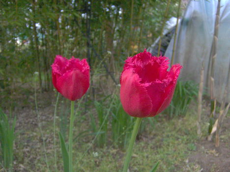 2011 tulipán