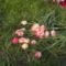 2011 tulipánok