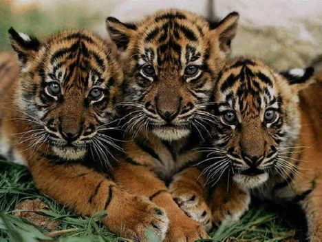 3 Tigris