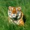 tigris_tiger08