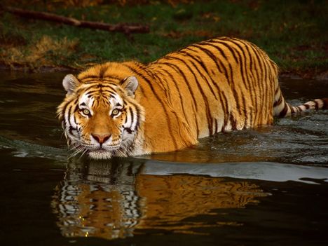 tigris_tiger09