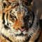 tigris_tiger40