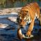 tigris_tiger45