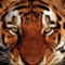 tigris_tiger47