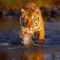 tigris_tiger49