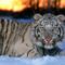 tigris_tiger50