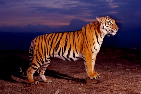 tigris_tiger51