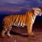 tigris_tiger51