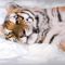 tigris_tiger54