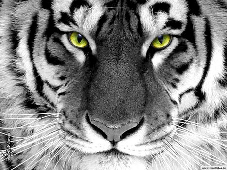 tigris_tiger57