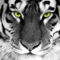 tigris_tiger57