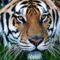 tigris_tiger62