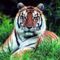 tigris_tiger64