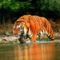 tigris_tiger67