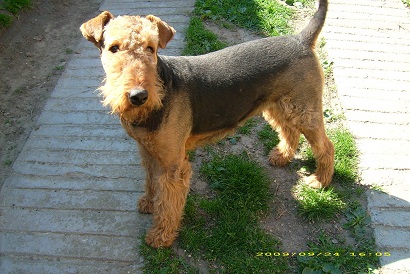 Airedale terrier