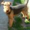 Airedale terrier