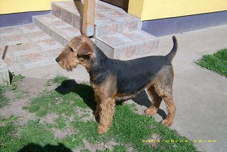 Airedale terrier