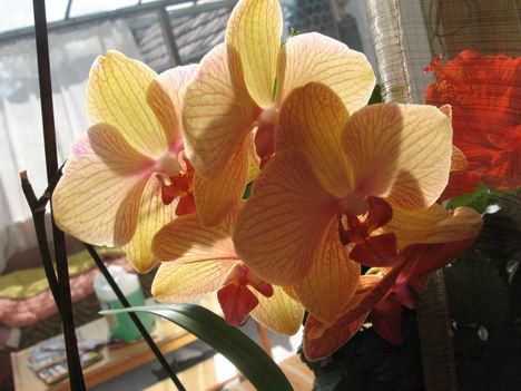 Lepke orhidea