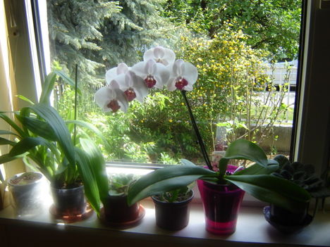 phalaenopsis