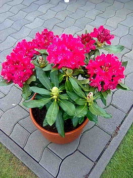 Rhododendron 2.