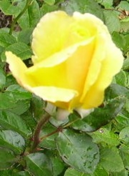 a sárga rózsa