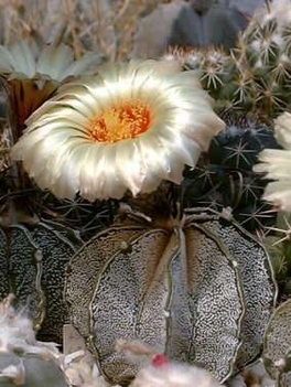 astrophytum capricorne v major / téltűrő