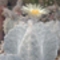 astrophytum_myriostigma_v_tulense1