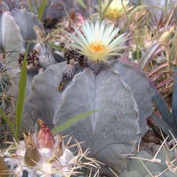 astrophytum_myriostigma_v_tulense