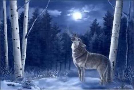 Nyako Nakar Képe 25 wolf_in_blue