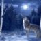 Nyako Nakar Képe 25 wolf_in_blue
