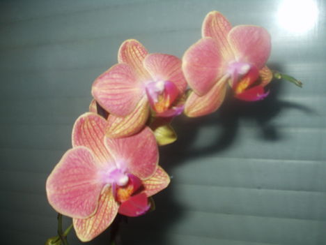 orchideám