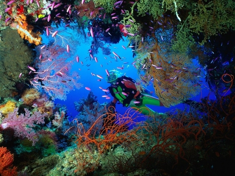 Soft_Coral_Embellished_Cave,_Fiji