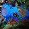 Soft_Coral_Embellished_Cave,_Fiji