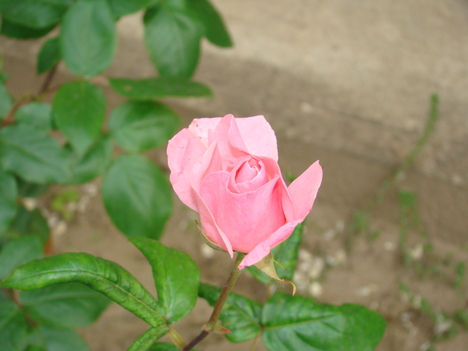 Tavajültetett rózsám első virágja