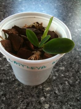 Cattleya aclandiae